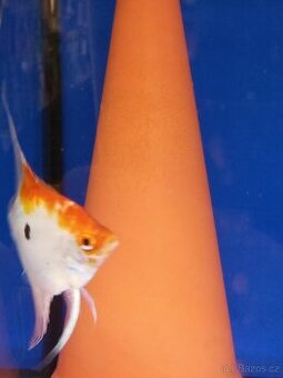 Skalára amazonská KOI