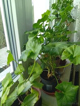 Selské muškáty, keře bobkového listu