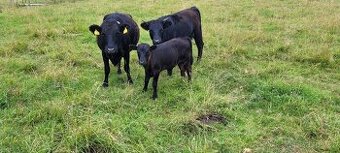 Prodám krávu Dexter