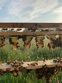 vyzimovaná včelstva 39x24cm, oddělky 2024 - 1
