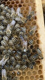 Prodám pravý včelí med z oblasti Žatecka