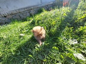 Pomeranian pejsek špic mini
