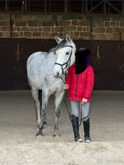 pony B rekreace sport