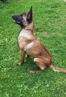 Belgický ovčák Malinois s PP