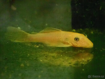 ancistrus L144 lemon - 1