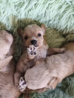 Maltipoo
