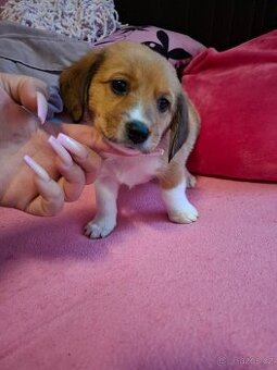 Stěně Bígel X Jack Russell