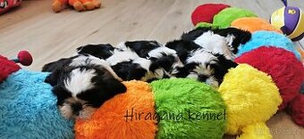 Štěňátka SHIH-TZU s PP