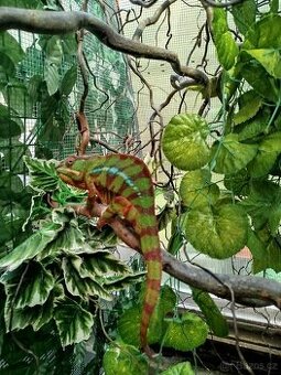 Chameleon pardáli
