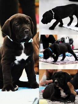 Tosa Inu -  2. Celočerní pejsci s PP