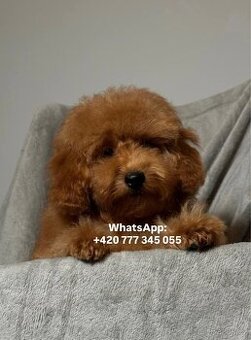Štěňátko, chlapeček Toy pudl Toy Poodle