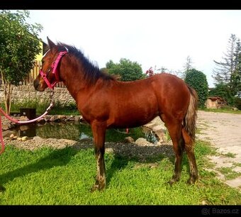 Zadám klisničku pony