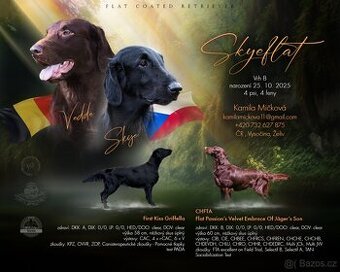 Flat coated retriever