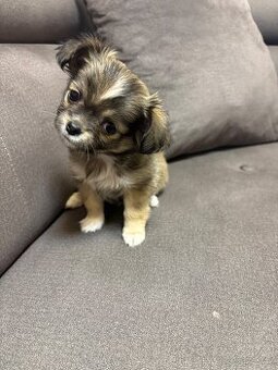 Dlouhosrstá čivava bez PP - 1