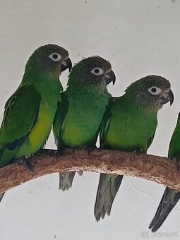 Prodám - koupím -vyměním - 1