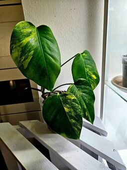 Monstera Deliciosa Aurea