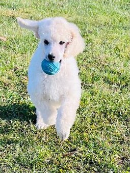 Pudl velký královský s PP