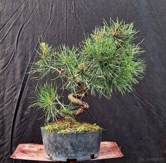 PRE - Bonsai - Pinus sylvestris 2