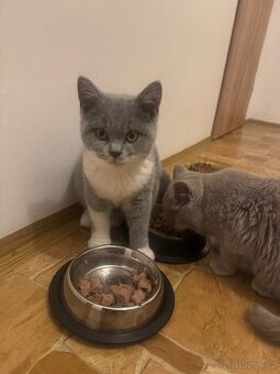 Britská modrá bílá-kotě