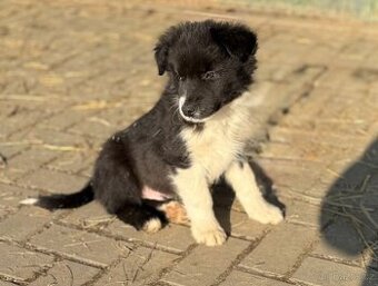 Border Kolie, poslední pejsek, sleva.