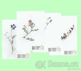Rostliny do herbáře s přiloženými (nepřilepenými) popisky