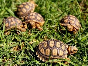 geochelone sulcata želva ostruhatá