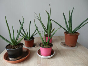 Aloe vera - 1