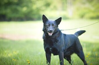 Pepko - x kelpie, mladý, aktivní, 1 rok - 1
