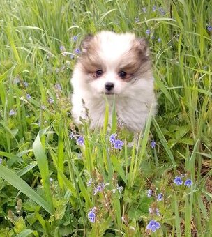 Pomeranian