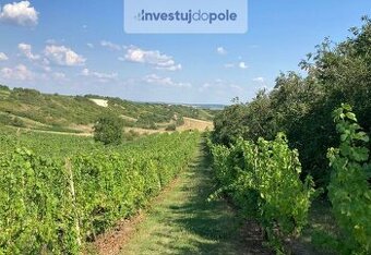 Prodej vinice v k.ú. Starovičky