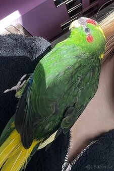 Kakariki