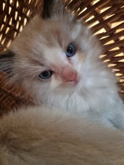 Ragdoll koťátko