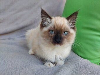 Ragdoll - 1