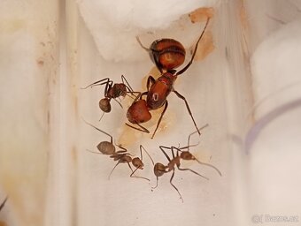 Mravenec nikobarský (Camponotus nicobarensis)