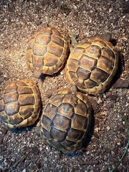 Testudo Hermanni ročník 2021