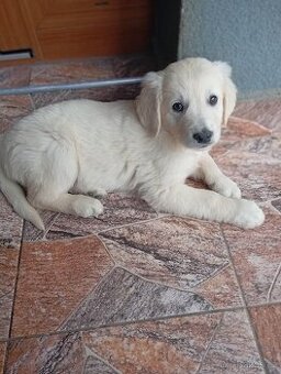 Zlatý retrívr/retriever