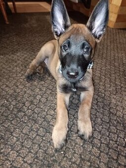 Belgický ovčák Malinois štěně pejsek