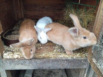 Do chovu/na dokrmení