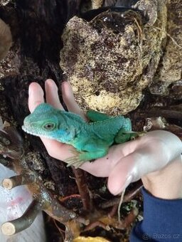 Agama kočičínska+ vybavené terárium 806040