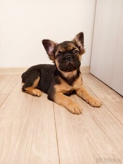 Francouzský buldoček FLUFFY