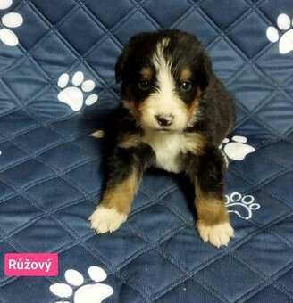 Štěňátka BSP - Bernský salašnický pes k zamilovaní