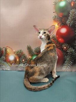 Orientální kočka s PP Binara