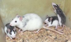 Potkani různé barvy a stáří