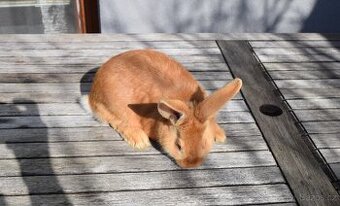 Burgundský králík