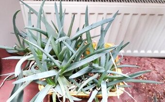 Aloe vera - trsy s kořínky