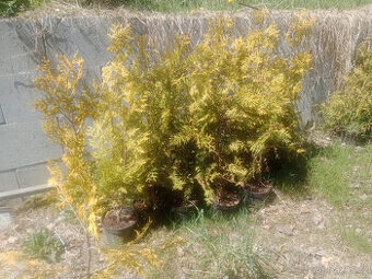 Thuje golden brabant 80cm
