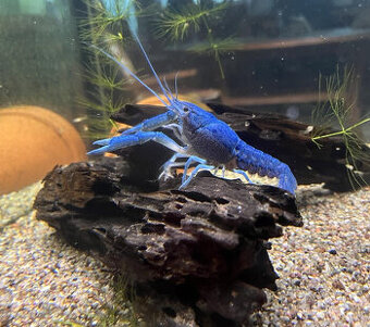 Rak floridský Procambarus alleni - 1