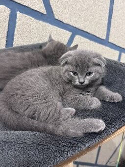 Skotská koťatká: Scottish fold a Scottish straight