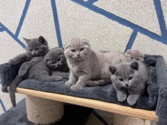 Skotská koťatká: Scottish fold a Scottish straight
