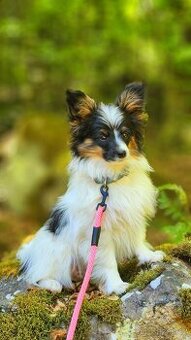 Papillon s PP - 1